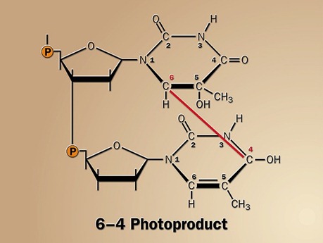 6,4-photoproduct