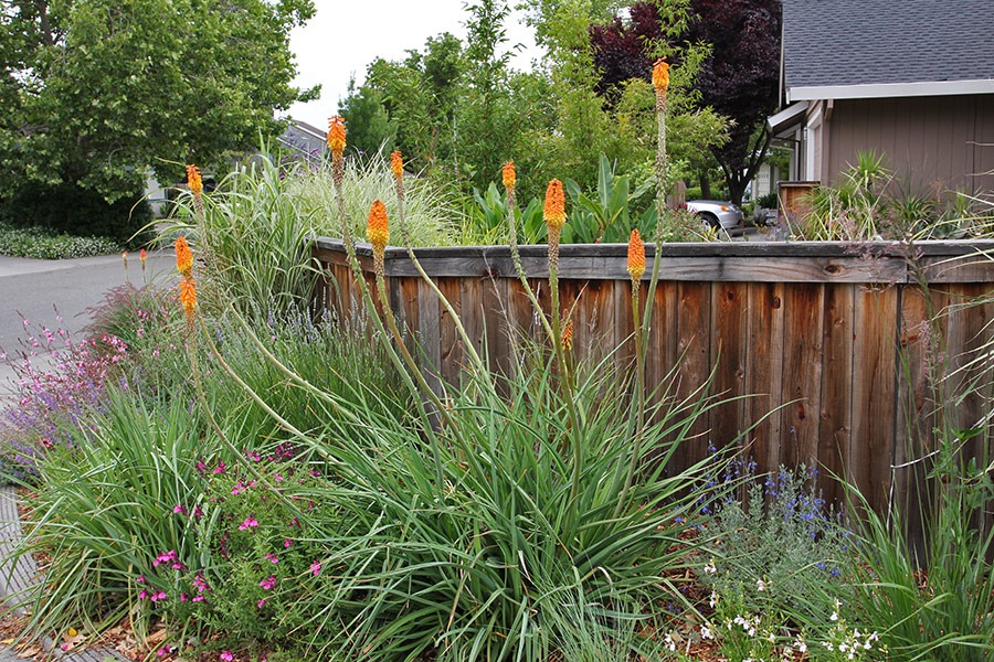 [110606_kniphofia_uvaria_02%255B2%255D.jpg]