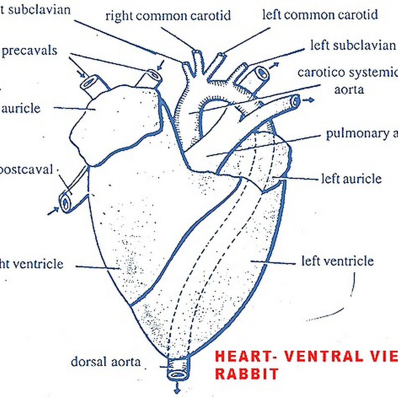 Biozoom Circulatory System Of Rabbit Heart Structure Function