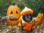 One Great Big Pumpkin