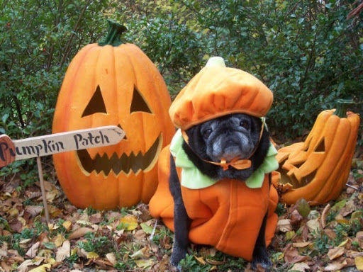 One Great Big Pumpkin