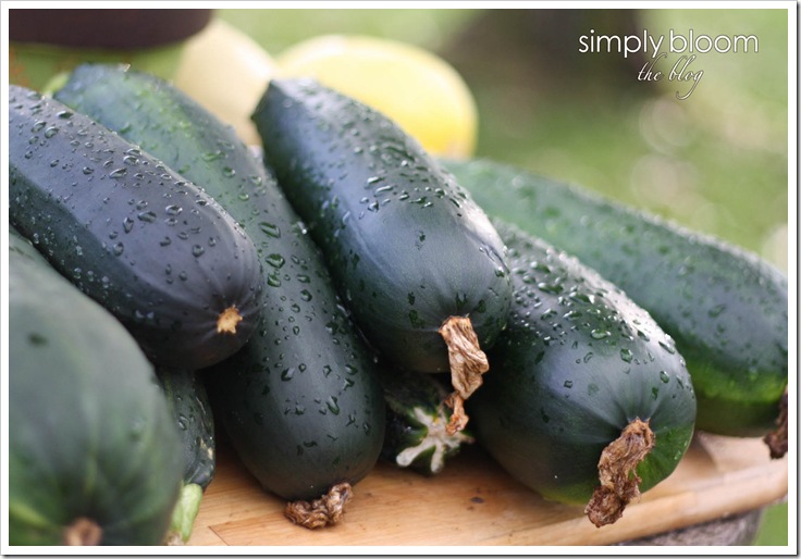 zucchini (1 of 1)