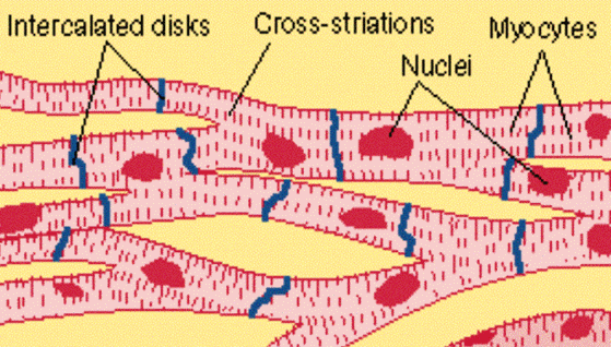 Cardiac Muscle Cells