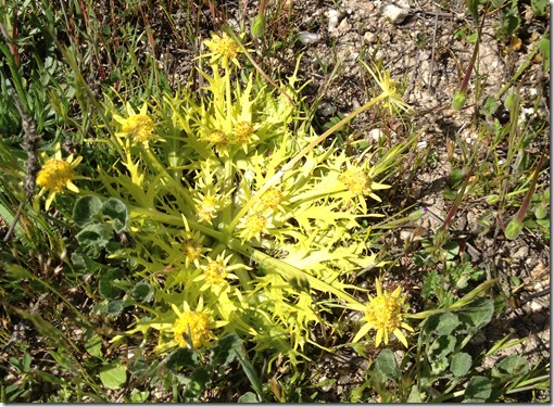 IMG_0665 IMG_0665