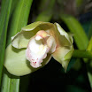 caravonica 1 (19).JPG