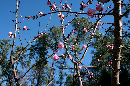 Japanese apricot (Prunus mume ‘Dawn’) against a Carolina Blue sky in winter. Japanese apricot (Prunus mume ‘Dawn’) against a Carolina Blue sky in winter.