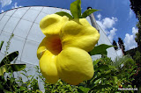 biltmore botanicals
