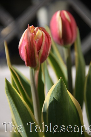 [Easter-is-Upon-Us-0253.jpg]