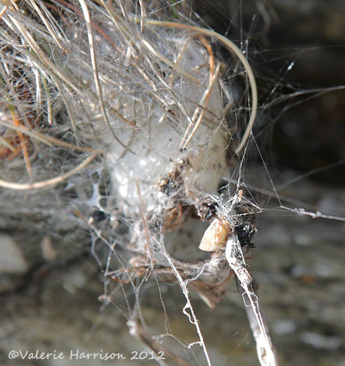 [46-spiders-nest%255B2%255D.jpg]