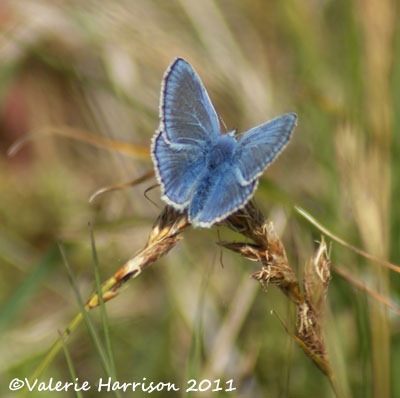[common-blue-butterfly%255B2%255D.jpg]