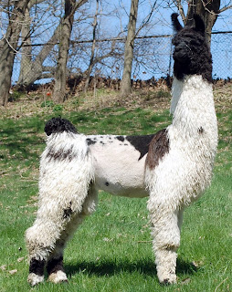 Champion Argentine Shok'N Awe 8 months old