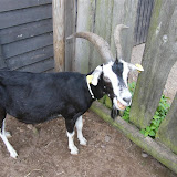Tiere der Jugendfarm Roden