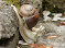 snail-1-1.jpg