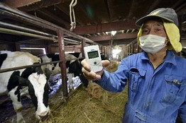 A farmer checked for radiation as cows fed in the village of Katsurao, in Japan's Fukushima prefecture, on May 3, 2011. Yoshikazu Tsuno / Agence France-Presse / Getty Image