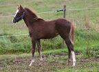 Bukett september 2010 3 månader