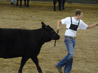 Riley Sieren of the Limecreek Livewires, son of Brian and Michele Sieren of Washington, showed the Champion Angus Heifer at the Iowa State Fair in the 4-H show. Photo courtesy: Washington County Extension. Riley Sieren of the Limecreek Livewires, son of Brian and Michele Sieren of Washington, showed the Champion Angus Heifer at the Iowa State Fair in the 4-H show. Photo courtesy: Washington County Extension.