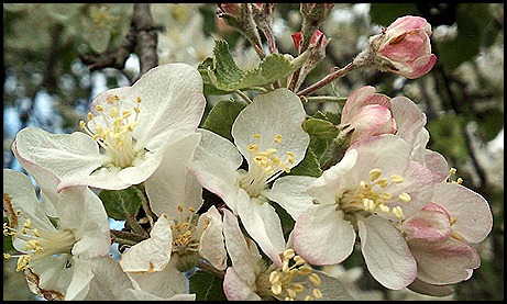 appleblossoms 4-12a