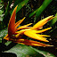 Heliconia