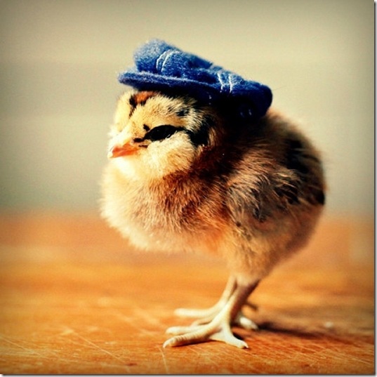 chick-in-hats-1