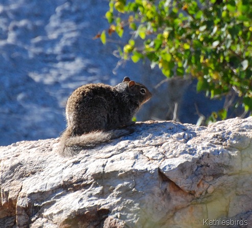 2. rock squirrel-kab