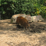 A wild hog at the Nashville Zoo 09032011