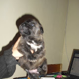 Neka