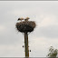 &ndash; Familie Adebar