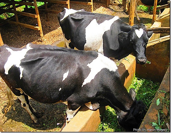cows feeding