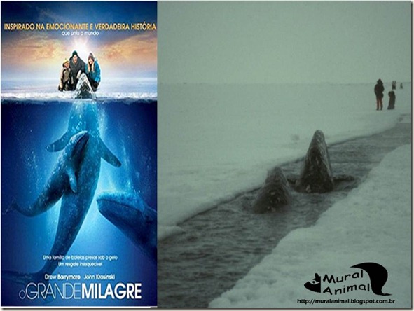 milagre-baleias (12)