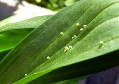 Buckeye butterfly eggs on plantago
