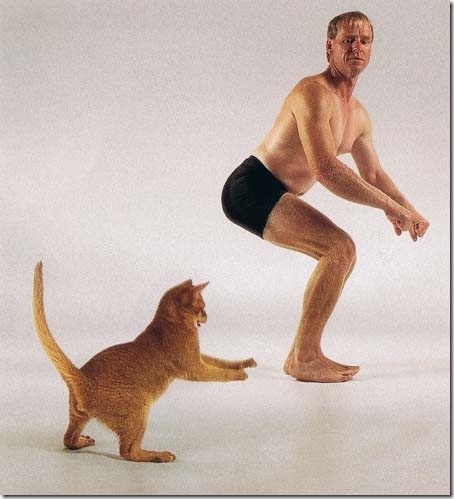 strange-cats-expain-that-8