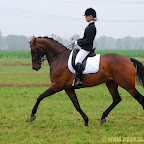 Sonnius Hippique Dressuur Paarden
