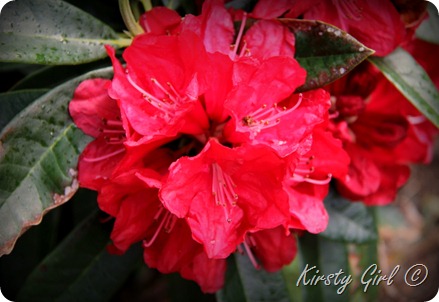 IMG_2354 IMG_2354