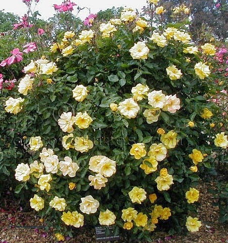 [Rosa-Golden-Holstein3.jpg]