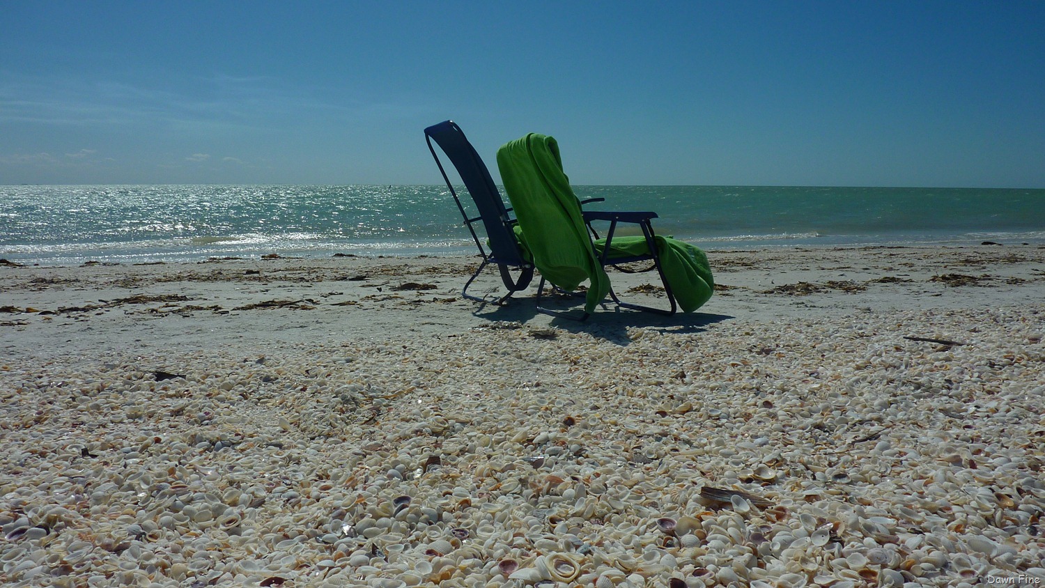 [Sanibel-Shell-and-birds_1843.jpg]
