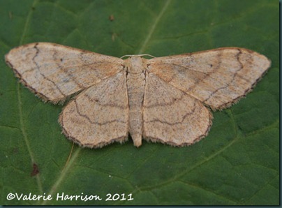 riband-wave riband-wave