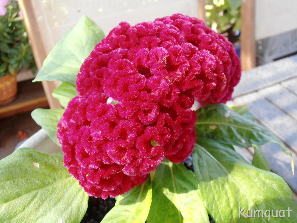 [celosia%25203%255B2%255D.jpg]