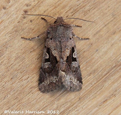 [hebrew-character%2520%25283%2529%255B2%255D.jpg]