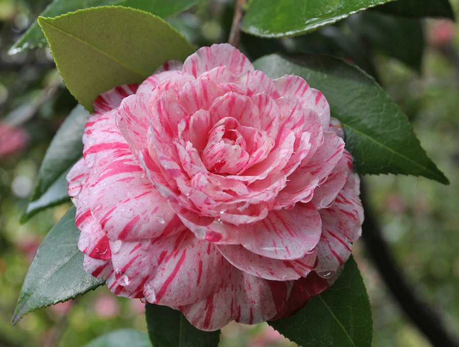 [120317_Capitol_Park_Camellia-japonica_09.jpg]