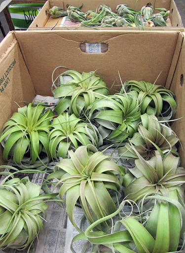 Tillandsia at SF Brannan Street Wholesale Florist via SF Flower Mart