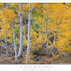 AspenGroveYellowBishopCreekSouthFork20101002.jpg