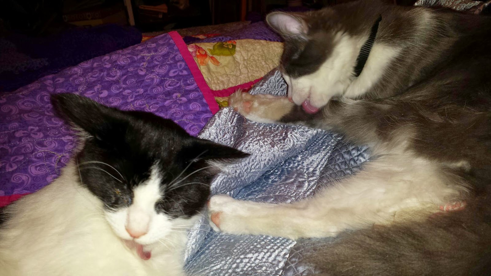 Rules of Standard Cat Behavior: Rule #57 - Keep it Soft & Clean