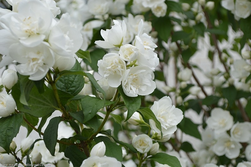 DSC_0007 DSC_0007