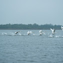 Mute swan