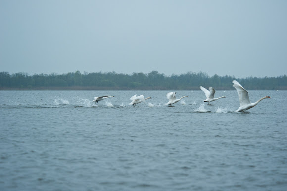 Spotting Image 1