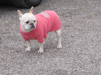 The Frenchies Want to be Show Dogs
