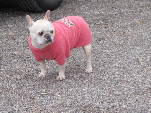 Francesca, despite the fact that we live amazing lives, what do you think it would take to be a show dog like G.K.?  If Wolfie, that handsome Frenchie we met, can do it, why can't we?