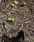 You are so right, Sharkey!  The spring flowers really respond to the sun's warmth.