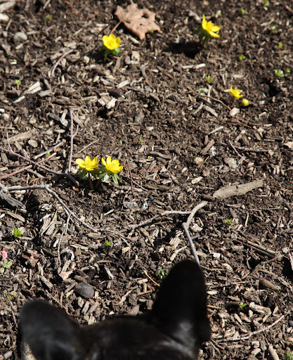 You are so right, Sharkey!  The spring flowers really respond to the sun's warmth.