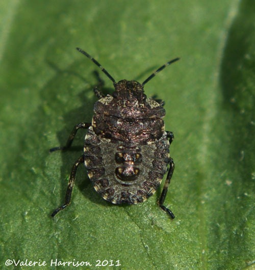[Forest%2520Bug%2520Pentatoma%2520rufipes%255B3%255D.jpg]